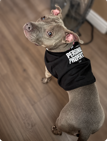 Dog wearing the Personal Property dog shirt